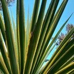 Furcraea selloana Leaf