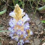 Orobanche cernua Λουλούδι