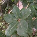 Quercus pontica Blatt