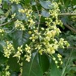 Euonymus carnosus Blüte