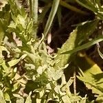 Helichrysum rugulosum Hoja