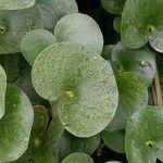 Heteranthera reniformis Leaf