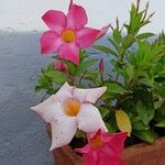 Mandevilla splendens Цветок