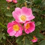 Rosa marginata 花