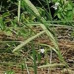 Paspalum dilatatum Fruit