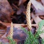 Lycopodium dendroideum Other