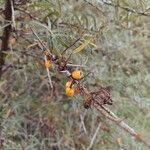 Hippophae rhamnoides फल