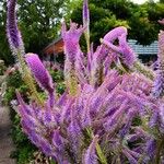 Veronicastrum virginicum Blodyn