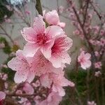 Prunus persica Květ