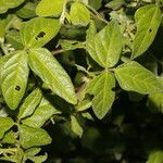 Desmodium cajanifolium Leaf