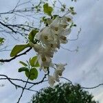Styrax officinalis Цветок