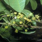 Sloanea obtusifolia