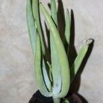 Dudleya densiflora Hoja