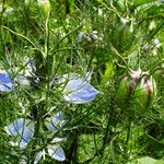 Nigella damascena Ffrwyth