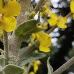 Verbascum pulverulentum പുറംതൊലി