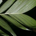 Chamaedorea crucensis Blatt