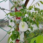 Clitoria ternateaBlomma