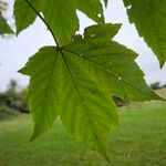 Acer pseudoplatanus Likasa