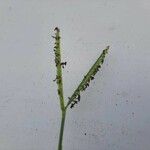 Paspalum distichum Flower