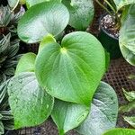 Peperomia polybotryaLiść