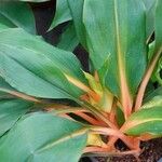 Chlorophytum orchidastrum Leaf
