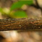 Pycnobotrya nitida Φλοιός