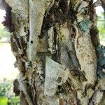 Betula nigra Bark
