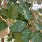 Pterospermum acerifolium Hoja