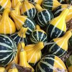Cucurbita pepo Fruto