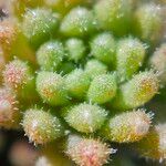 Sedum hirsutum Likasa