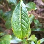 Chassalia gaertneroides Hoja
