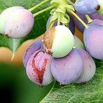 Berberis repens Fruit