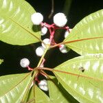 Miconia lateriflora Feuille