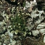 Paronychia argyrocoma Hábito