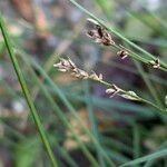 Carex divulsa Fruto