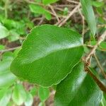 Flacourtia indica Leaf