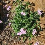 Otomeria oculata Flor