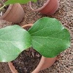 Oreopanax nymphaeifolius Hoja