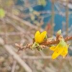 Forsythia viridissima Flower