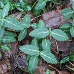 Euonymus fortunei Blad