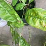 Plumbago indica Blad