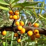 Hippophae rhamnoides Owoc