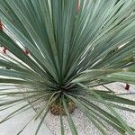 Yucca rostrata Pokrój