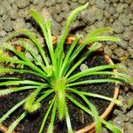 Drosera capensis Blad