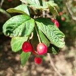 Cotoneaster bullatus 果實