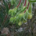 Onosma arenaria Leaf