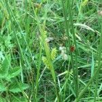 Carex pallescens Blomma