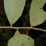 Cupania rufescens Leaf