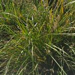 Lomandra longifolia Hoja