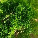 Chamaecyparis obtusa Hoja
